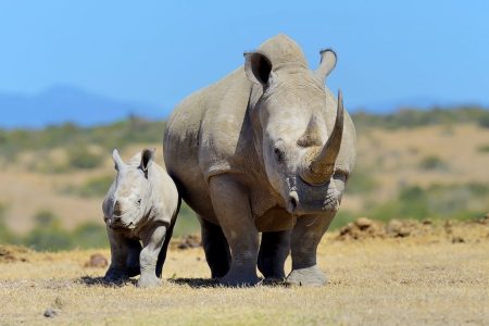 Best Places To Spot Rhinos In Kenya