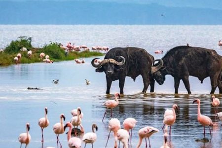 1 Day Nakuru National Park-Birders Paradise