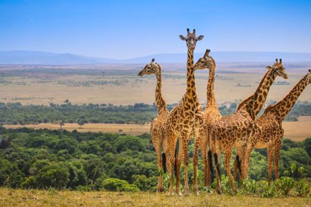 1 Day Nairobi National Park